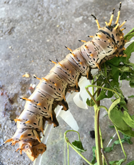 Citheronia splendens sinaloensis