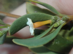 Alyxia buxifolia