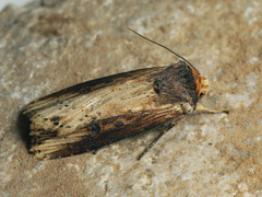 Axylia putris