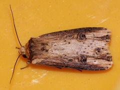 Axylia putris