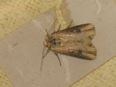 Axylia putris