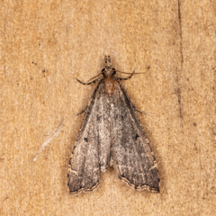 Diplopseustis perieresalis