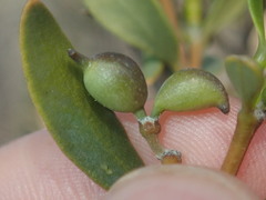 Alyxia buxifolia
