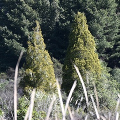 Dacrycarpus dacrydioides