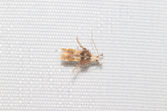 Ashibusa