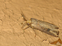 Axylia putris