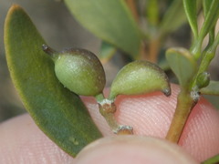 Alyxia buxifolia