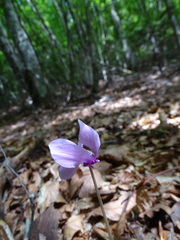 Cyclamen hederifolium