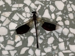 Euphaea formosa