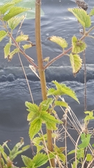 Urtica dioica