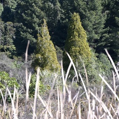 Dacrycarpus dacrydioides