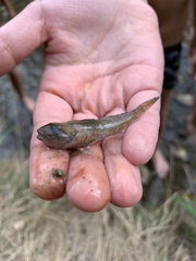 Cottus gobio