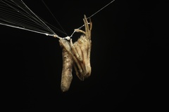 Cyphalonotus