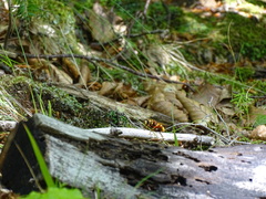 Milesia crabroniformis