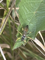 Ichneumonina