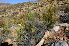 Pentameris eriostoma