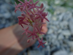 Centranthus angustifolius
