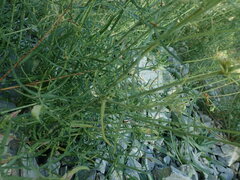 Centranthus angustifolius