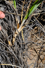 Pentameris eriostoma