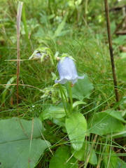 Campanula barbata