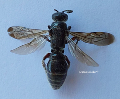 Colpa quinquecincta