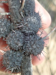 Allocasuarina spinosissima