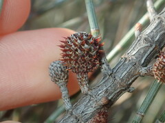 Allocasuarina spinosissima