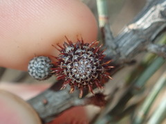 Allocasuarina spinosissima