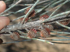 Allocasuarina spinosissima