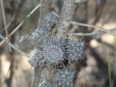 Allocasuarina spinosissima