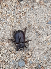 Pentodontini