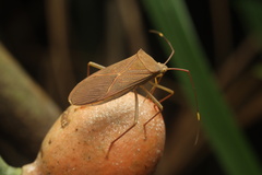 Paradasynus spinosus