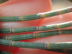 Allocasuarina spinosissima