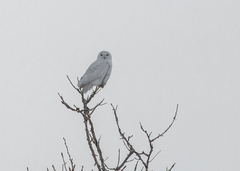 Bubo scandiacus