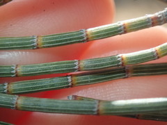 Allocasuarina spinosissima