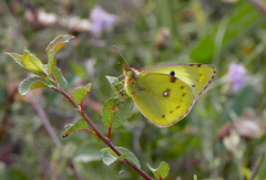 Colias hyale