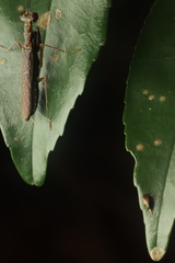 Spilomantis occipitalis