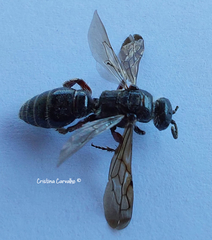 Colpa quinquecincta