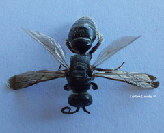 Colpa quinquecincta