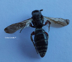 Colpa quinquecincta