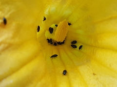 Brassicogethes aeneus