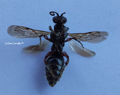 Colpa quinquecincta