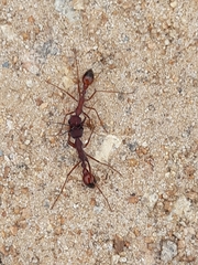 Myrmecia nigriscapa