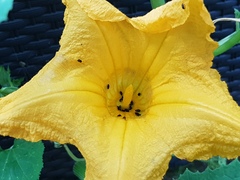 Brassicogethes aeneus