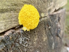 Fuligo septica