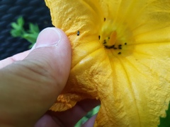 Brassicogethes aeneus