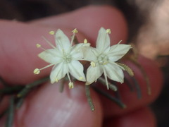 Phebalium filifolium
