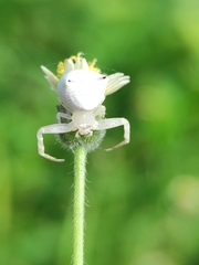 Thomisus spectabilis