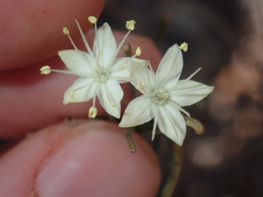 Phebalium filifolium