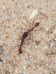 Myrmecia nigriscapa